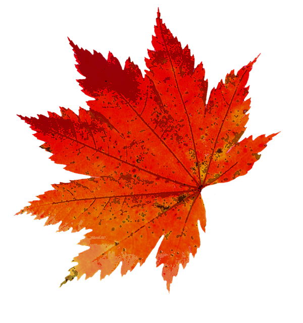 Free fall leaves colour illustration