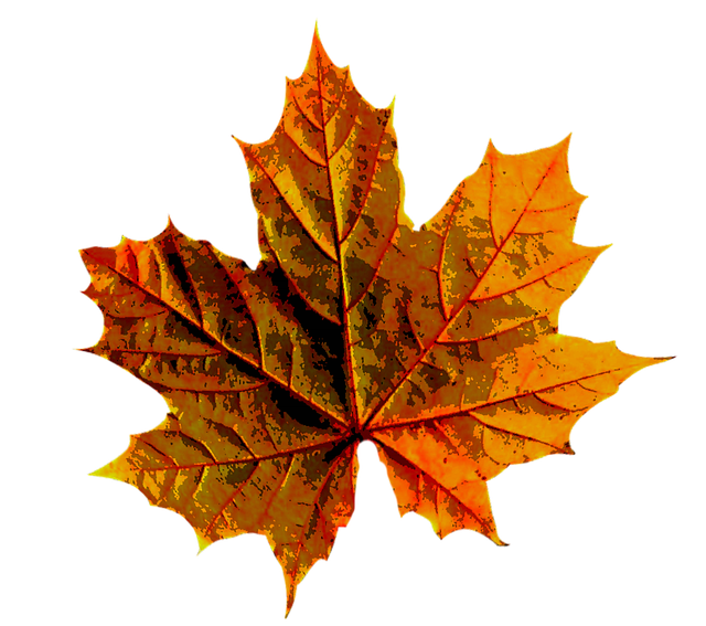 Free maple leaf fall illustration