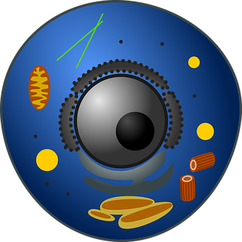 Živočišná Buňka, Biologie, Eukaryot