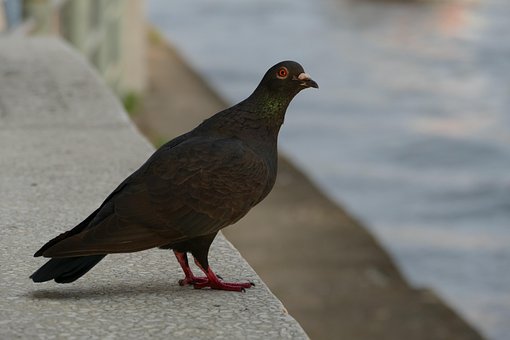 Dove, Nature, Natur, Fugl, Ville Fugler
