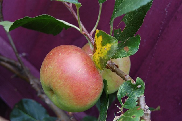 Apfel, Obst, Apfelbaum, Gartenarbeit