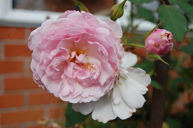 Rose, Blume, Rosa, Blüte, Blumen