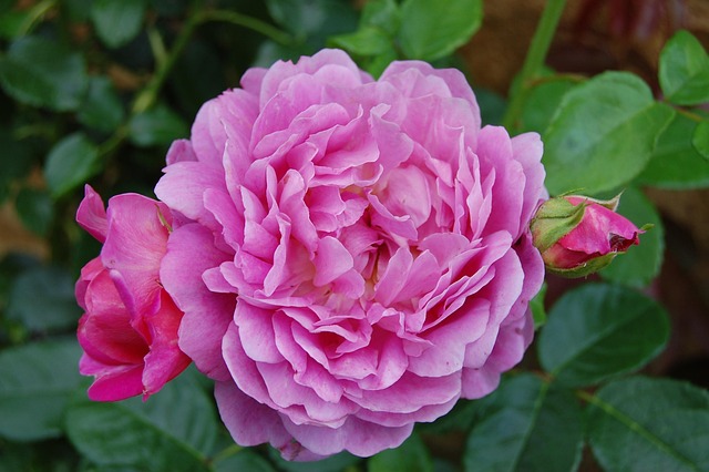 Rose, Rosa, Blume, Schöne Blumen