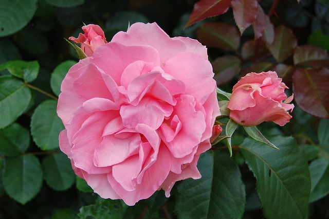 Rose, Rosa, Blume, Blütenblatt, Pflanze