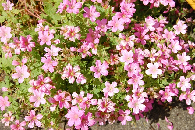 Storchschnabel, Geranie, Blume, Rosa