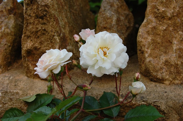 Rose, Weiße Rose, Der Wohlstand, Weiß