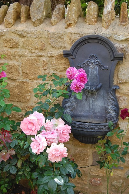 Rose, Pinke Blumen, Brunnen, Mauer