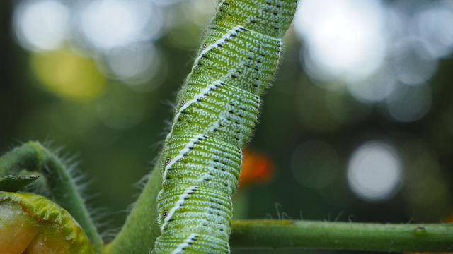 Raupe, Garten, Insekt, Natur, Tierwelt