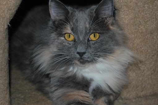 Katze, Lange Haare, Inländisch, Haustier