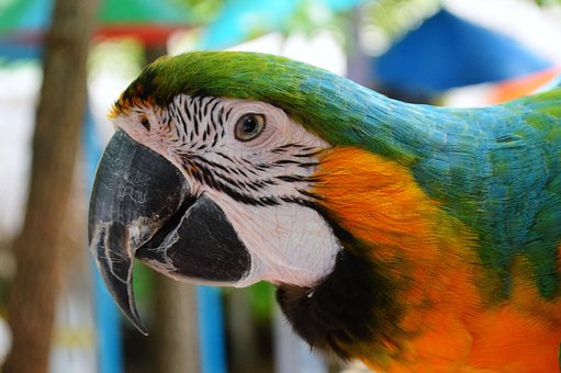 Papagei, Ara, Neue Welt, Vogel, Gesicht