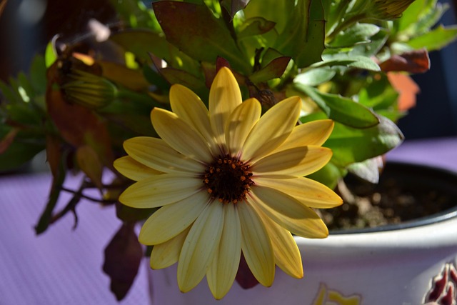 Free Flower Close Up photo and picture