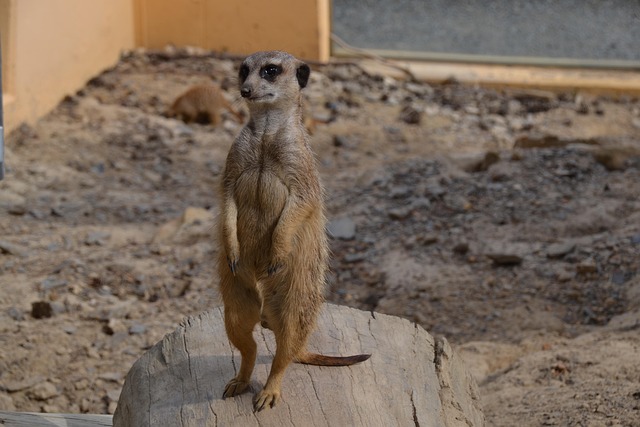 Free Meerkat Animal photo and picture