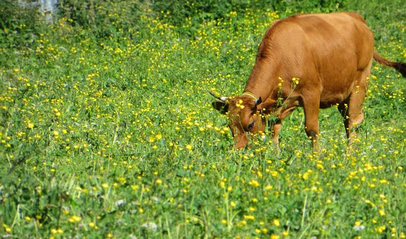 Vaca, Gado, Tarine, Animais, Animal
