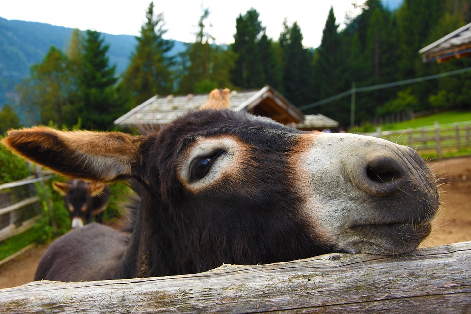 Âne Commun Animal De - Photo gratuite sur Pixabay