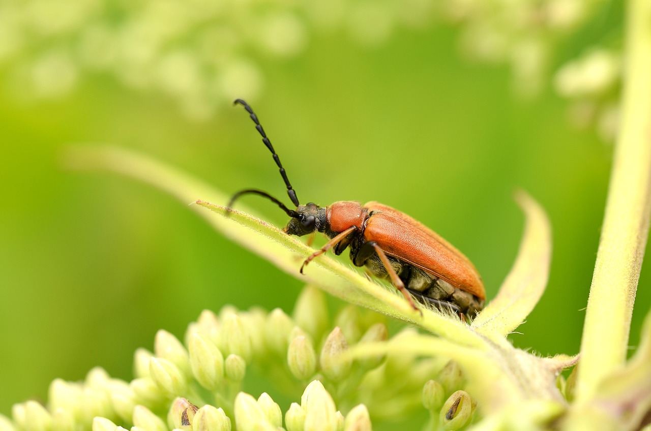 Beetle Insect Ref. Image Beetle Insect Macro Close - Free photo on Pixabay - Pixabay