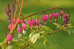 bleeding heart, flower, plant