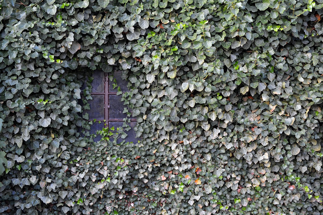 Efeu Wand Fenster - Kostenloses Foto auf Pixabay