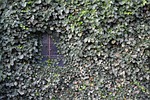 ivy, wall, window