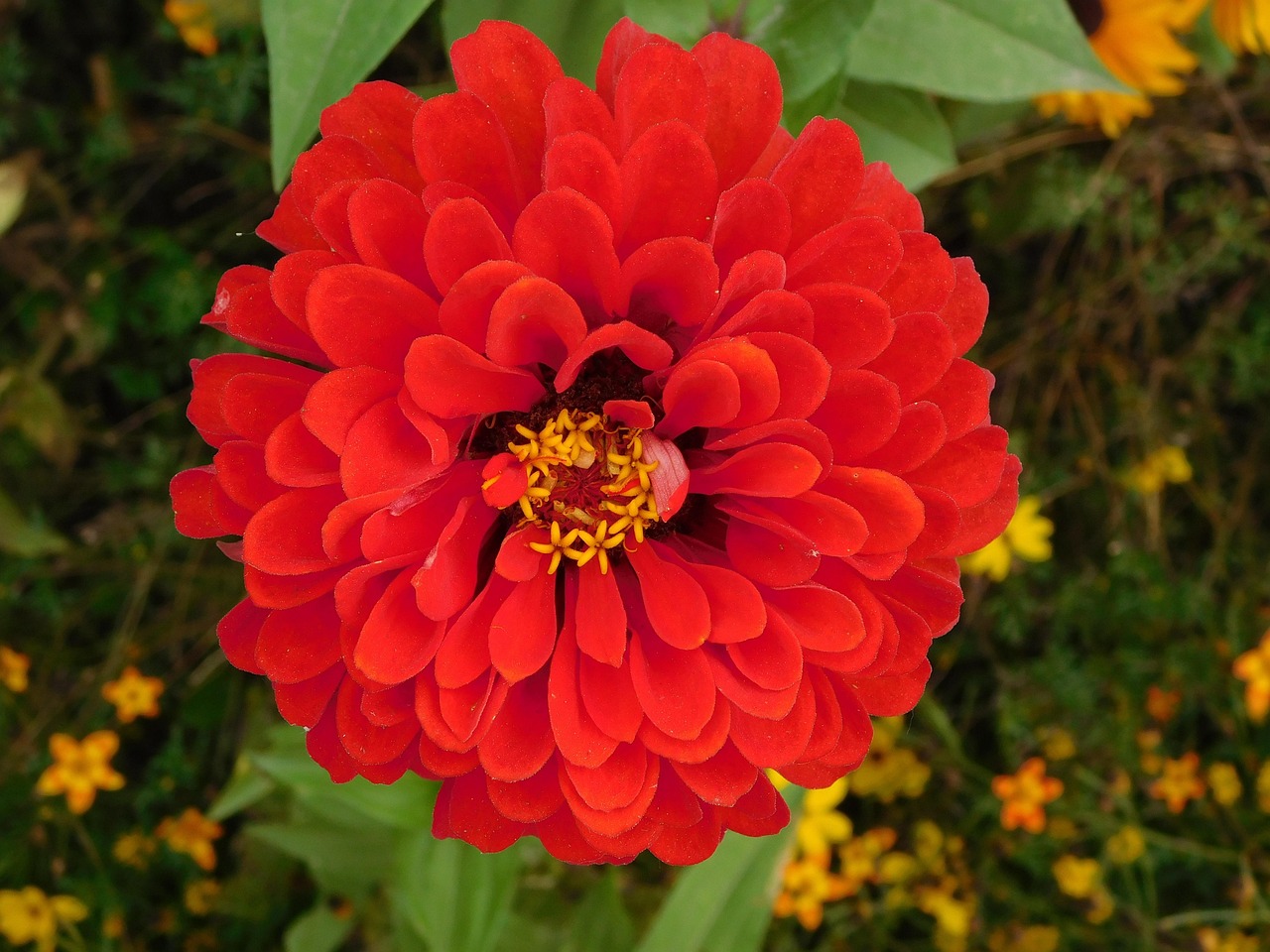 Red Flower Pollen Close Up Free photo on Pixabay Pixabay