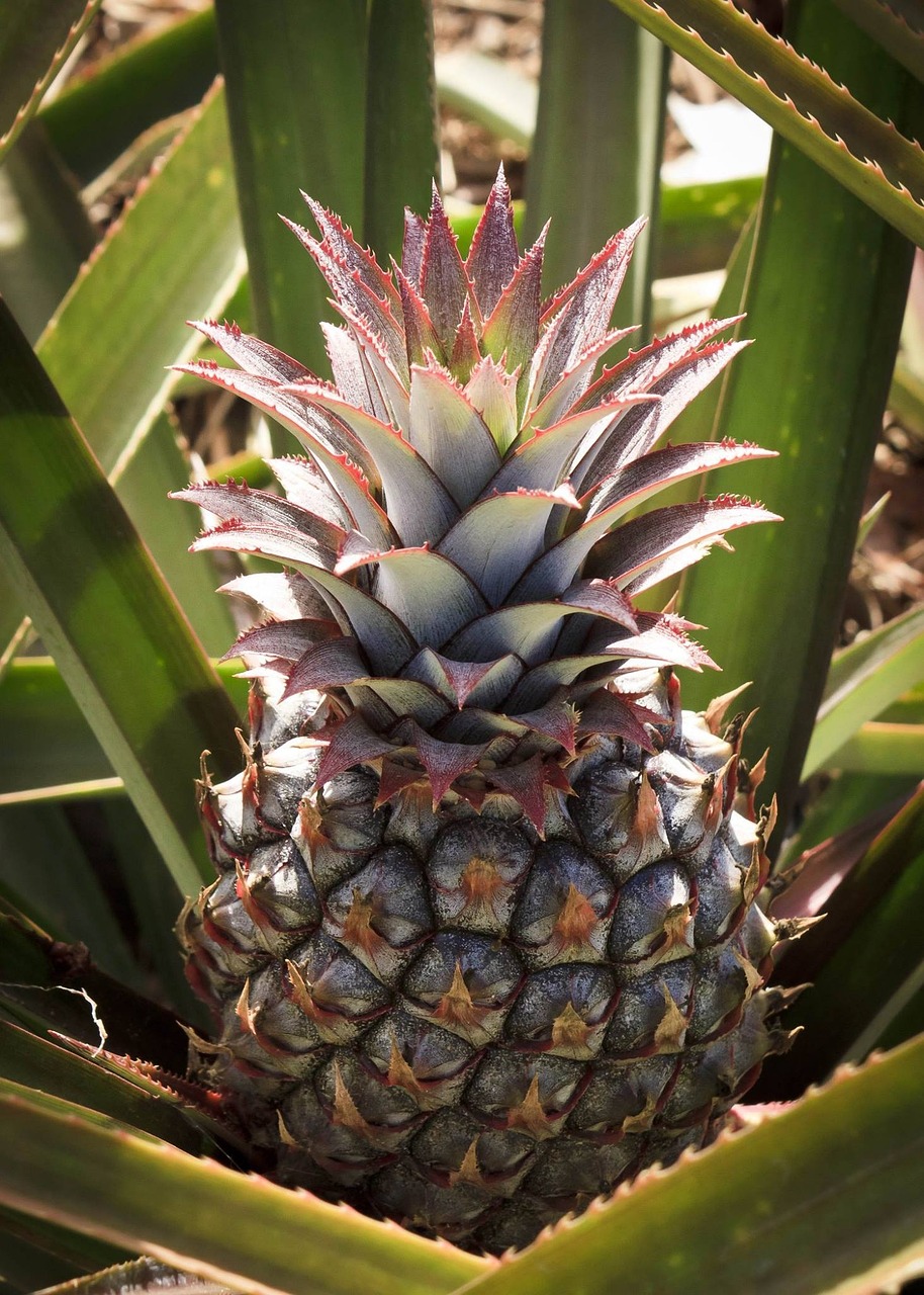 10,000+ Free Piña Coloda & Pineapple Images - Pixabay