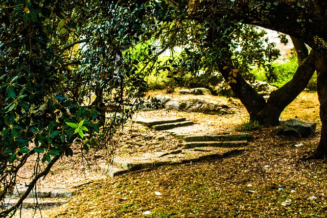 Free Stairs Forest photo and picture