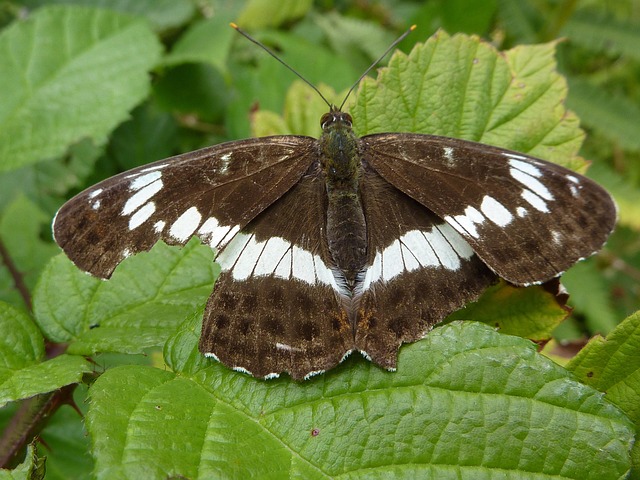 Free Butterfly Insect photo and picture