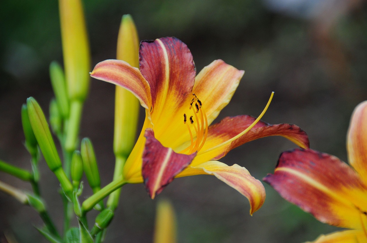 Lilies Flowers Free photo on Pixabay Pixabay