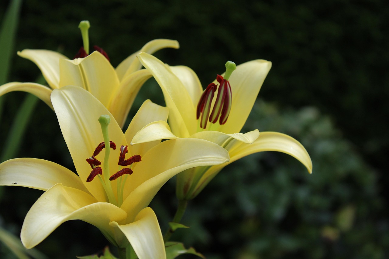 Lily - free online jigsaw puzzle photo