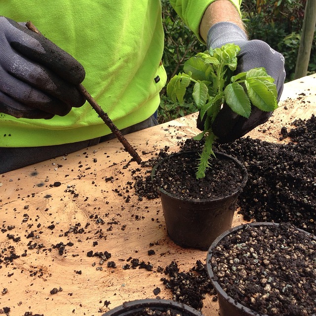 Stekken, Rozenstekken, Natuur, Planten