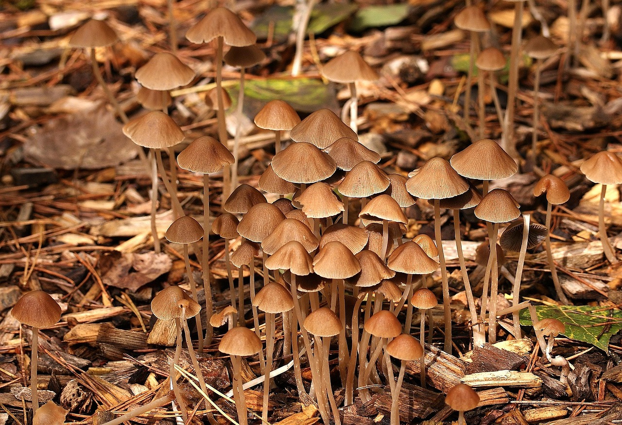 Champignons Forêt Tombe La - Photo gratuite sur Pixabay - Pixabay