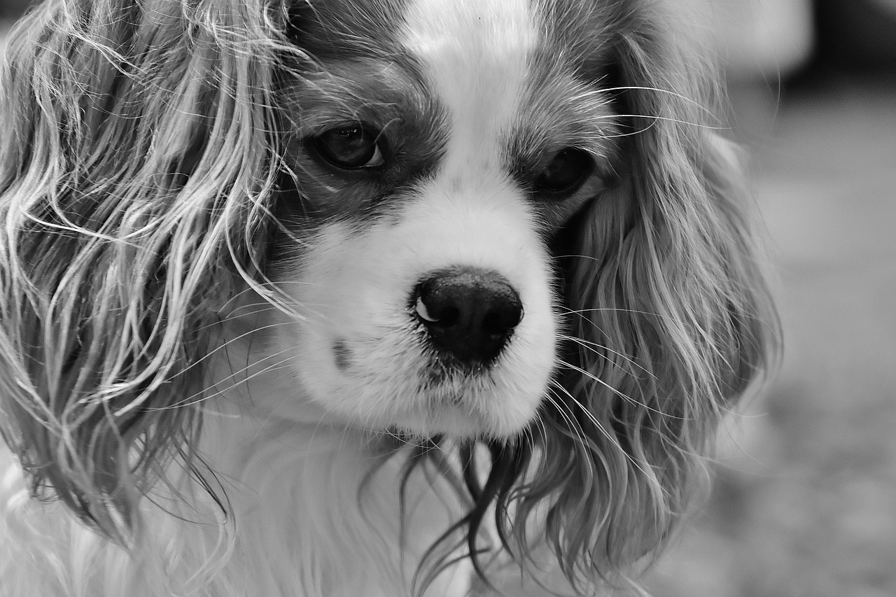 Dog - free online jigsaw puzzle photo