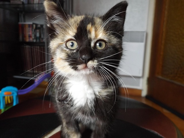 Free Cat Heat photo and picture