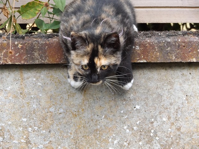 Free Cat Eye photo and picture