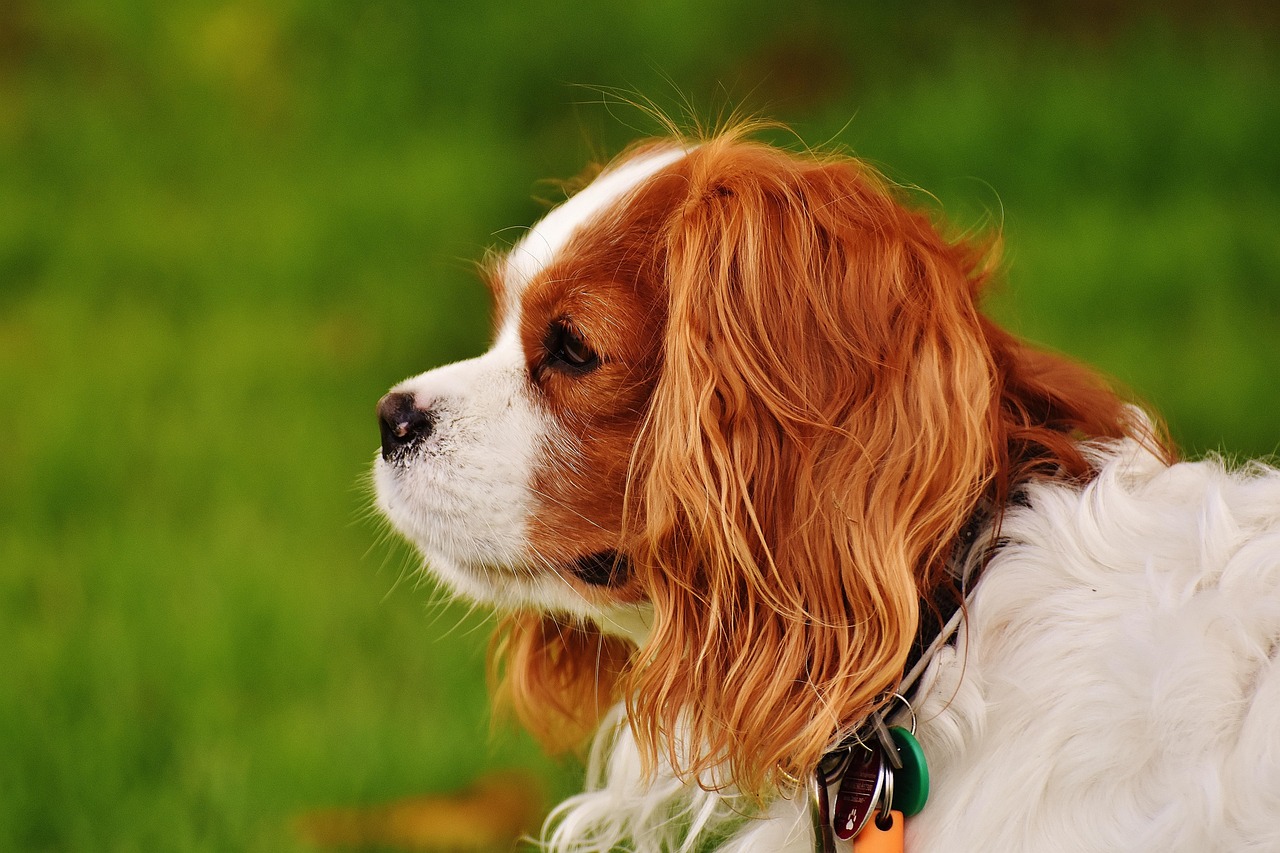 Dog - free online jigsaw puzzle photo
