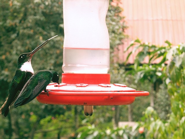 Free Humming-Bird Bird photo and picture