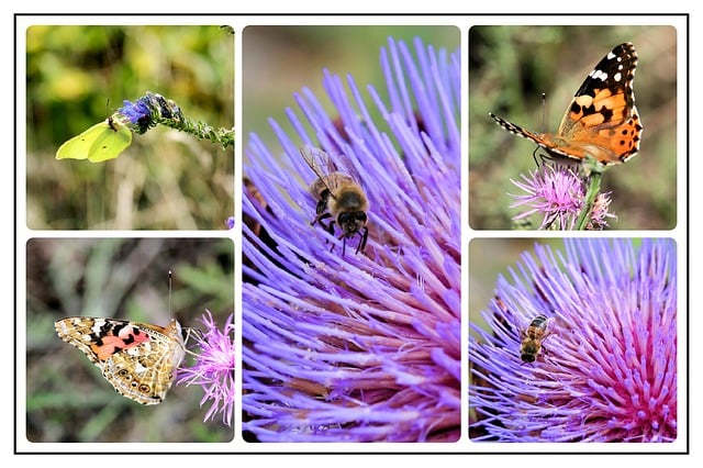 Free collage photo collage butterflies illustration
