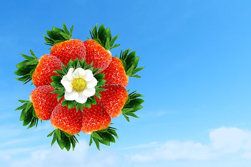 Free Strawberry Strawberries illustration and picture