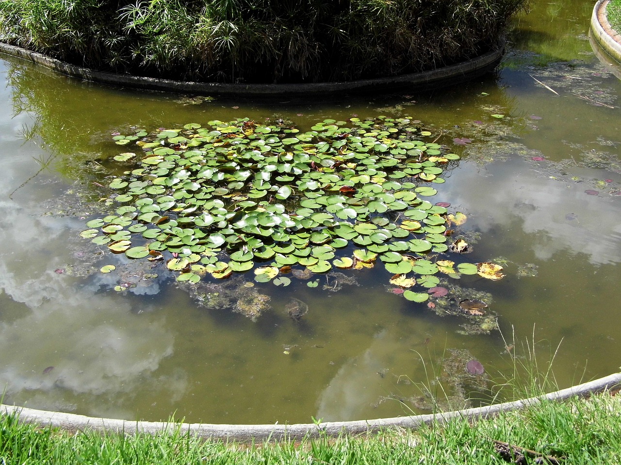 Aquatic Plant Water Pond Free photo on Pixabay Pixabay