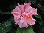 flower, althea, pink red