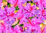 flower, plant, close-up