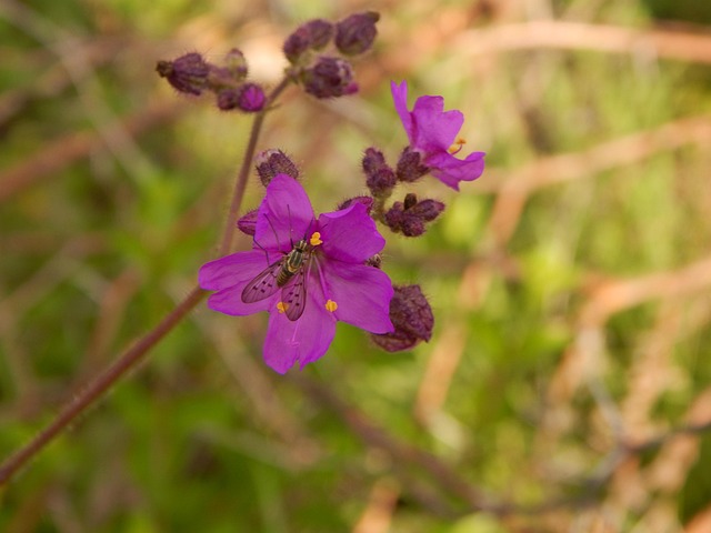Plantar, Flor, Mosquito, Natureza
