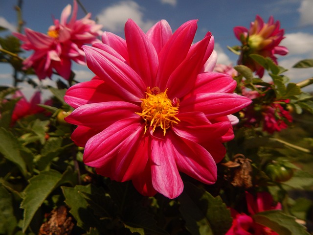 Flor, Natureza, Flor Rosa, Macro