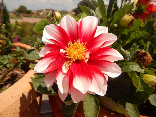 Flor, Plantar, Matizado, Natureza
