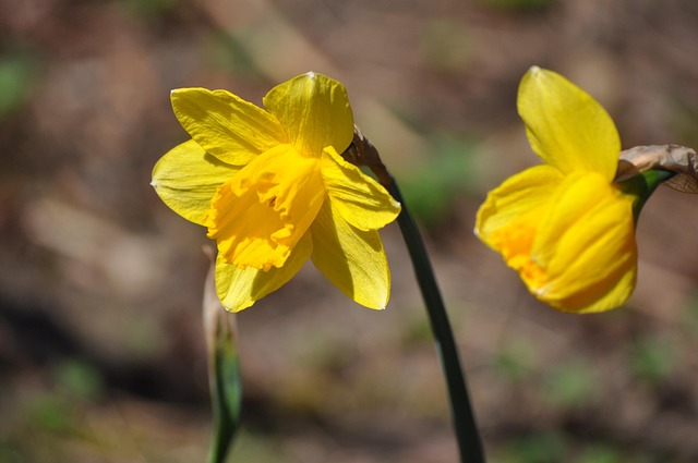 Free Daffodil Flower photo and picture