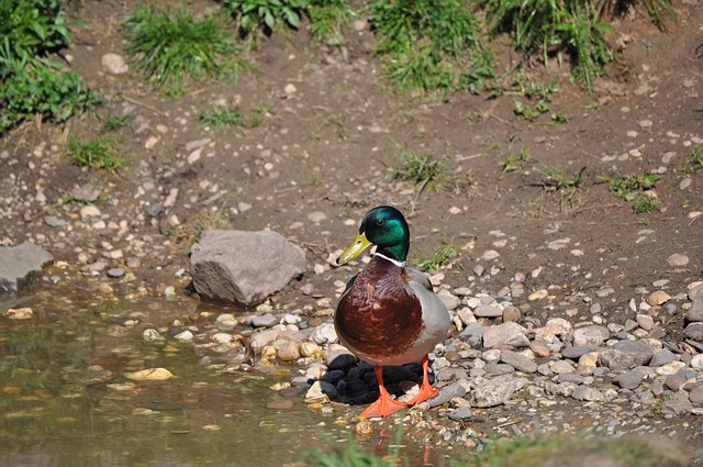 Free Duck Drake photo and picture