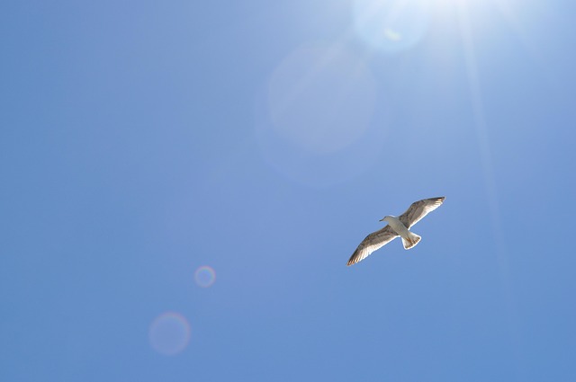 Free Gull Vacations photo and picture