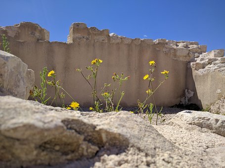 Free Flowers Flower photo and picture