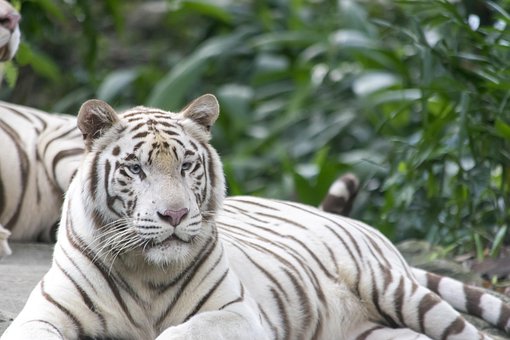 Free White Tiger Tigers photo and picture