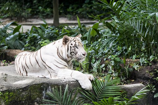 Free White Tiger Tiger photo and picture