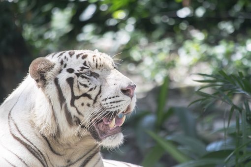 Free White Tiger Tiger photo and picture